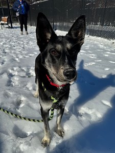 Meet Caterpillar  Bennett's Pennsylvania SPCA Pet of the Week!  Find out how you can adopt Caterpillar today, and hear about the PSPCA’s January Caturday happening this Saturday!   audacy.com/new965philly/events/pspca-january-caturday-2024 #NEW965Philly #Dogs #PSPCA #BennettOnAir #Dog #DogsofFacebook | The NEW 96.5 | Facebook
