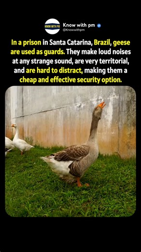 This prison uses geese as security guards instead of dog 😮