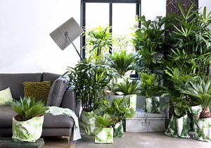 Uprawa palm w domu | 8 najpopularniejszych gatunków