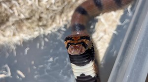 14K views · 847 reactions | Breeding pair of Cape Coral cobras ( Aspidelaps lubricus lubricus) today while cleaning enclosure. | Kentucky Reptile Zoo | Facebook