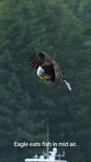 Have you ever seen an eagle snatch a fish from the water and then eat it in mid air? #eagle #fish #marksmithphotography