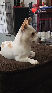 789K views · 31K reactions | "If you take out the ankles, the body will fall" 藍 #Parker #PrincessPaisley #Chihuahua #ChihuahuaPuppy #chihuahualife #chihuahualove #chihuahuas #chihuahuamix #DogReels #DogsOfFacebook #DogLovers #DogLife #PuppyLove #DogVideo #CuteDogs | Darren Barwick | Facebook