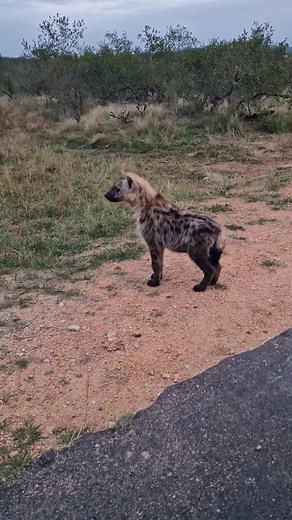 Funny 🤣 #funnymemes | JJ Entertainment