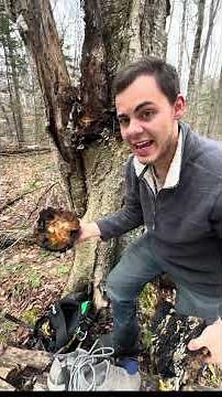 How to age Chaga. Dead Chaga vs vibrant, healthy Chaga #chaga #mushroom #mycology #fungi
