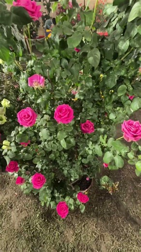 This Flower Bloom Looks Unreal 😍🌺 #FlowerShorts #AestheticVibes #NatureBeauty