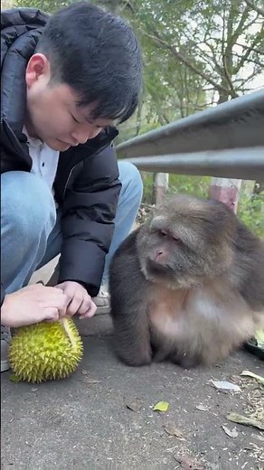 In the wild, monkeys feast heartily. #Funny #Mischievous #CuteMonkey