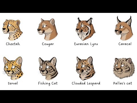 Every WILD CAT Explained in 8 Minutes