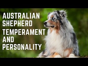 Australian Shepherd Temperament and Personality