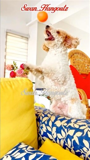 This Toy Poodle’s Ball Skills Are Actually Insane 👀🐾