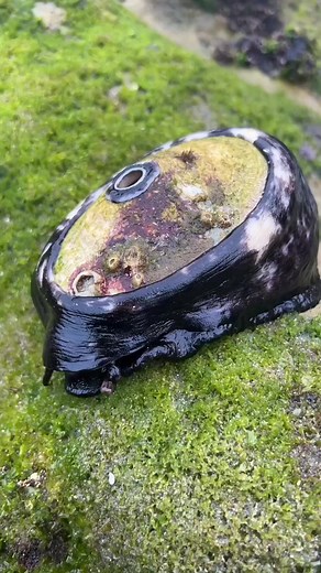 5.8K views · 30 reactions | Reaching lengths of 12.7 cm (5 inches),...