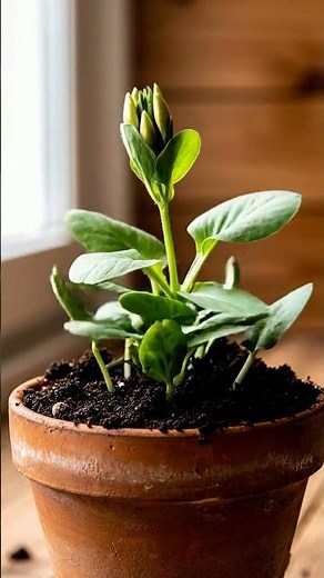 Growing Evening Primrose From Seed Time Lapse – 116 Days