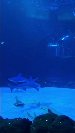Relaxing Aquarium Fish 🐠 Underwater Ambience | 2 Hour Relax Video