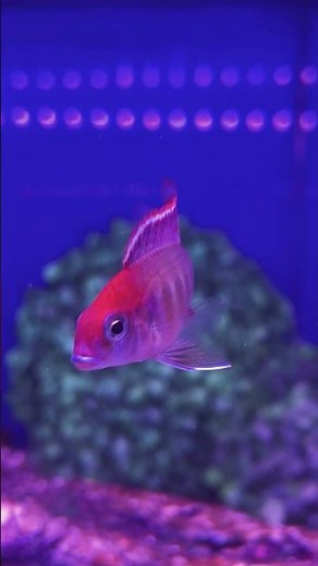 Aquarium Central - African Cichlid Red Cap Lethrinops 💥