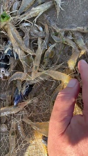 Not just Prawns in the net today…