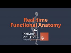 Real time Functional Anatomy - promo - Primal Pictures