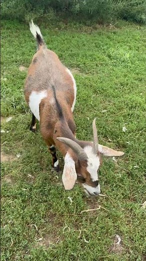 I got a mini Nubian goat ￼