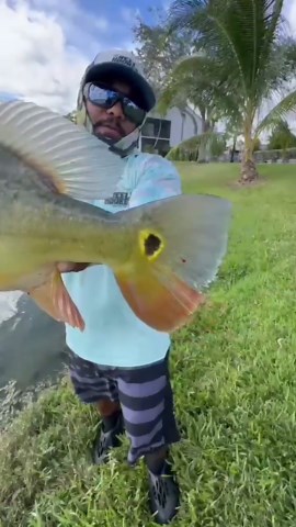 Big Peacock Bass!