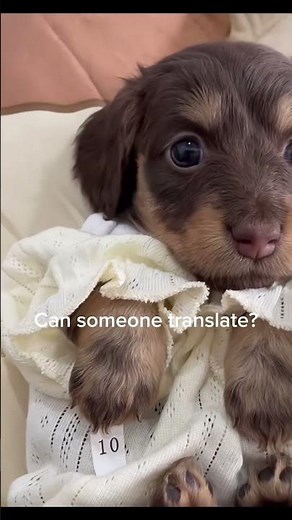 Dog translator can interpret dog barks and behaviors #traini #dogtranslator