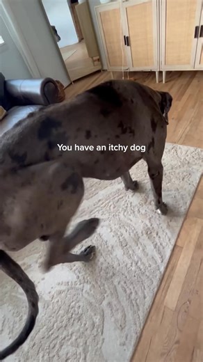 196K views · 3.8K reactions | DM-01™ Daily Multivitamin is an all-in-one solution to common skin issues such as allergies, itching, yeast infection, paw-licking, hotspots and irritation. ✔️ 12 Clinically-backed ingredients ✔️ Vet-Formulated ✔️ Made in Vermont Start your dog's health journey today. | Dog is Human | Facebook