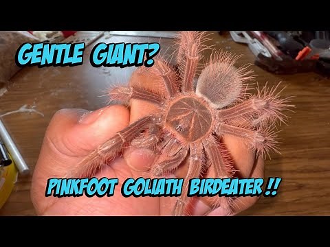 Pinkfoot Goliath Birdeater Care & Info!
