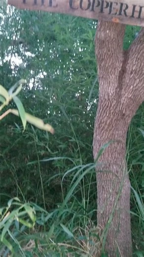 65K views · 216 reactions | The Copperhead Den. A safe haven for Broadbanded Copperheads, in south, central Texas. Checkout "The Copperhead Den " Facebook page to learn more about this amazing creature, as well as how to safely and peacefully coexist with them. #copperheadsnake #wildlife #artificialden #bambooandwildlife #coexistingwithnature #thecopperheadden | The Copperhead Den | Facebook