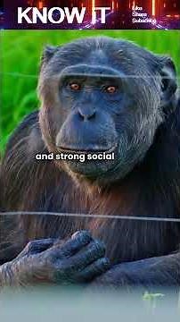 If We’re Related to Chimpanzees and Bonobos, Why Didn’t They Evolve With Us Too?