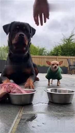 Pit Bull Dog vs Chihuahua