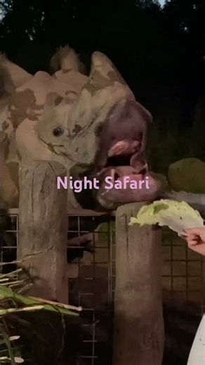 Night Safari, Singapore