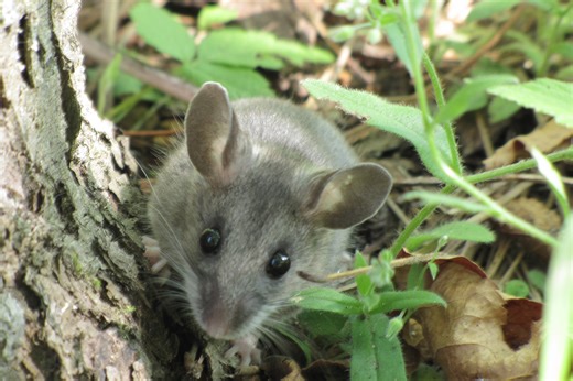 You’re a deer mouse, and bird is diving at you. What to do? Depends. — Harvard Gazette