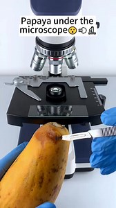 4.4K views · 56 reactions | Papaya under the #microscope | Home Making II | Facebook