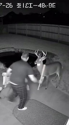 CCTV Footage: Deer Attacks Woman by Pond — Husband Drives It Away | #CCTVFootage #DeerAttack