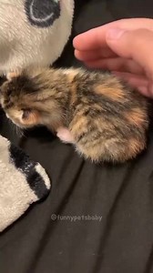 5.8K views · 218 reactions | Don't touch me  #cat #funny #pet #viralshorts | Rainyza Bel | Facebook