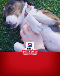14M views · 3K reactions | Trust this – you can’t go wrong spending the day with your #1 bestie. #HillsTransformingLives | Hill’s Pet Nutrition | Facebook