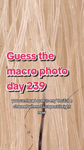 Jake's Macro Nature on TikTok