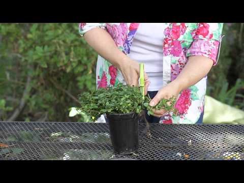 How to Make a Mint Plant Fuller : Garden Space
