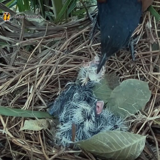 5.5K views · 141 reactions | Birds in the nest eat the first frog | Review Bird Nest | Facebook
