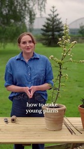 1.7K views | How to stake young plants  Staking plants (especially...