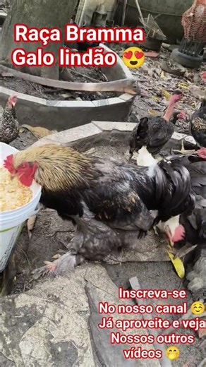 GALO BRAMMA 😍#galo #galobramma #sitio #sitionacidade #galinha #galinhas