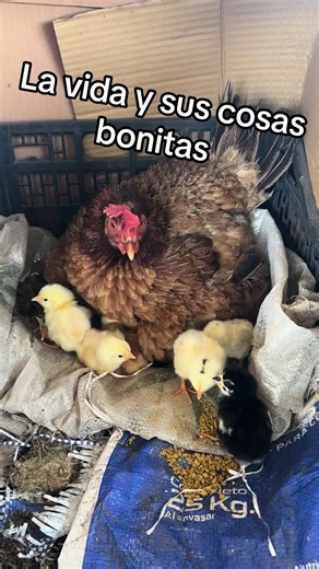 Ediithh Garcia on TikTok