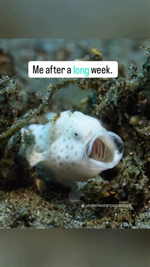 Jami Leslie Feldman on Instagram: "Dive Day 10 - It only took me 36 dives to get this shot I wanted. 🤣 Last dive on the last day I sat with this little Frogfish for at least 15 min and finally gave me the classic froggy yawn. Or it was bored with me… not sure which. 🤣 Fun facts: Frogfish yawn for 3 reasons, in defense to ward off other frogfish, before eating to realign its jawbones, or after eating to get rid of items it didn’t want or can’t digest. I think this yawn was a pre meal yawn. I wa