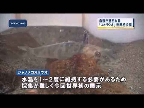 世界初公開！ 血液が透明な魚「コオリウオ」