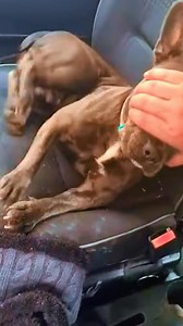 Suddenly PitBull Dog Seizure Strong Painful In Car 🥺🥺 | Pobre equipo de rescate de animales