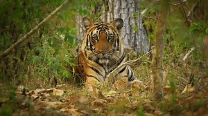 Bengal Tiger - Panthera tigris tigris the biggest cat in wild in Indian jungle in Nagarhole tiger reserve, wild hunter in the greeen jungle, face to face view. Jump and run in the forest.