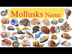 Mollusk Vocabulary || Types of Mollusks Name in English with Pictures || Mollusca Invertebrates List