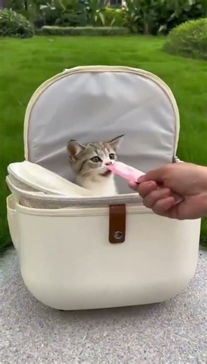 You Need This Cat Backpack! 😻 Best Pet Carrier Review
