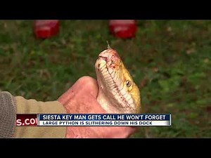 Siesta Key homeowner catches 12-foot python on his dock