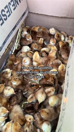 🤠 La primer persona que te salga en compartir te debe un pollo #polli #pollos #avicultura #ganaderia #vacas