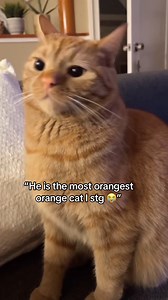 i’m obsessed with cats who squint when they’re getting scolded lmfao . . . #cat #pennythegingercat #catsofinstagram #cats_of_instagram #catlife #pet #cats #catlover #petsofinstagram #gingercat #orangecat #catsofig #gingercat #gingerkitty #catsoftheday #cute #funny #cutecats #orangecat #fblifestyle #UnitedStates | It's me penny