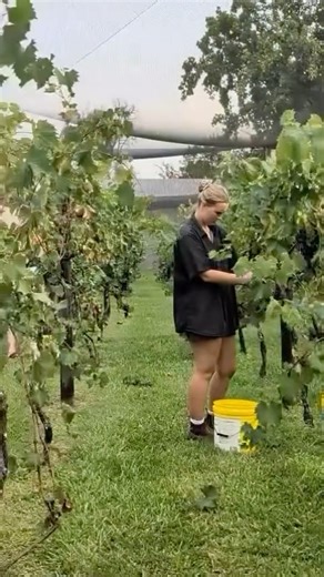 Raleigh Winery Cafe on Instagram: "2026 Chambourcin Harvest completed 🍇 What a wonderful community we live and work in. Thank You Everyone 🌱 #raleighwinery #RaleighWineryCafe #visitbellingenshire #coffscoastnsw #harvest2026"