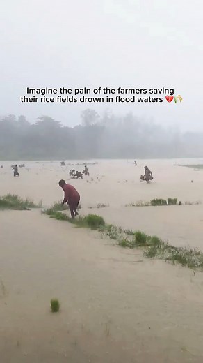 Imagine the pain of the farmers saving their rice fields drown in flood waters 💔🌾 video clip 🎥| @menchie11111 Want to be featured? DM us your entry and videos related to agriculture and philippine trends ✨🗣️ #thebreederseye #supportagriculture #philippineagriculture #promoteagriculture #fblifestyle | The Breeder's Eye